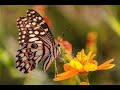 POLLINATION OF FLOWERS THROUGH BUTTERFLY/ SCENE AROUND ME