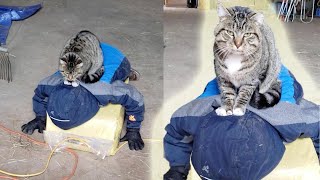 Attention Seeking Cat Sits On Boy's Head