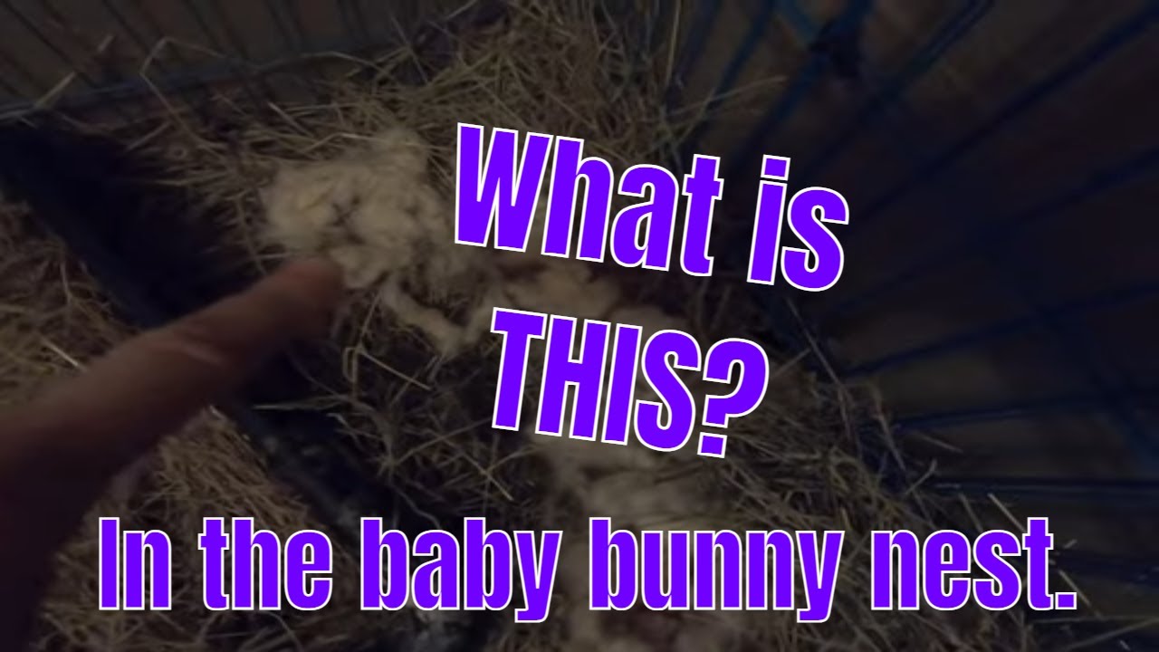 Have you seen this in your baby bunny nest?