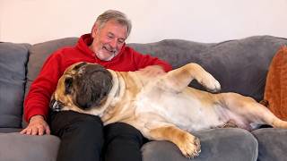 When Dogs Realize Grandpa’s House Is Basically Paradise 😁