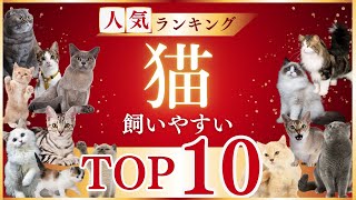 初心者でも飼いやすいおすすめの猫ランキング10選注意点あり