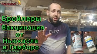 Бройлеры Вакцинация от Ньюкасла и Гамборо