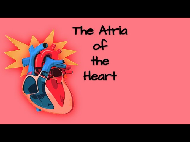 Atria of the Heart class=