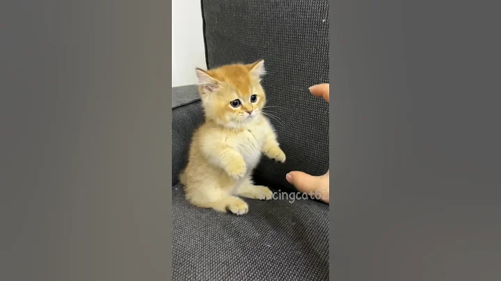 Watch the video about 🐾😻cute kitten 🐈❣️ #cat #kitten #catlover #catlover #cute #pets #meow #kucinglucu #funny #short