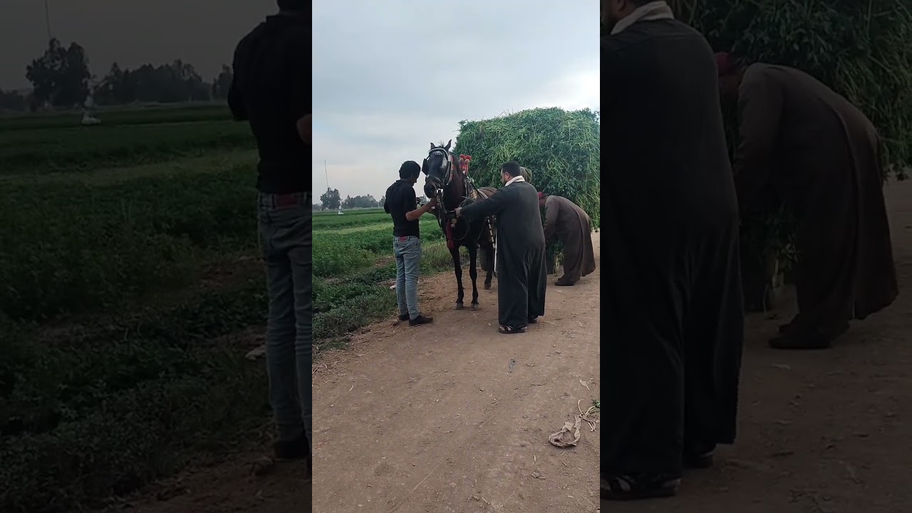 خيل الشيخ محمد رخا المحله الكبرى الطريق السريع رقم 01093322202