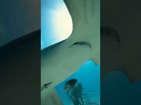 Vídeo: Um tubarão-martelo vai te morder?