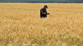 Les pays d'Europe de l'Est font pression pour que les interdictions sur les céréales u…