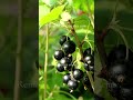 Prune Blackcurrant bushes now!
