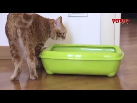 Come educare il tuo gatto alla lettiera - Petreet