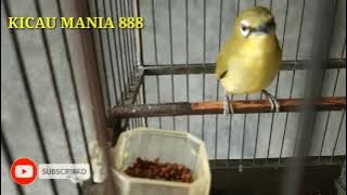 pleci dakun pacitan ngeriwik  dan suara hujan || pancingan ampuh untuk pleci bahan ikut ngeriwik