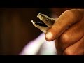 Understanding Black Mambas and Their Impact