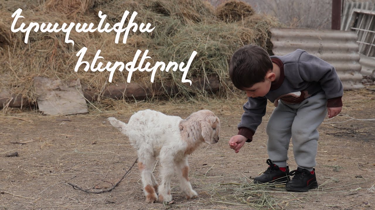 Սևակի Զանգակատունը, փոքրիկ Միքայելը և մեկ օրական այծիկը