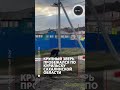 Медведь в городе