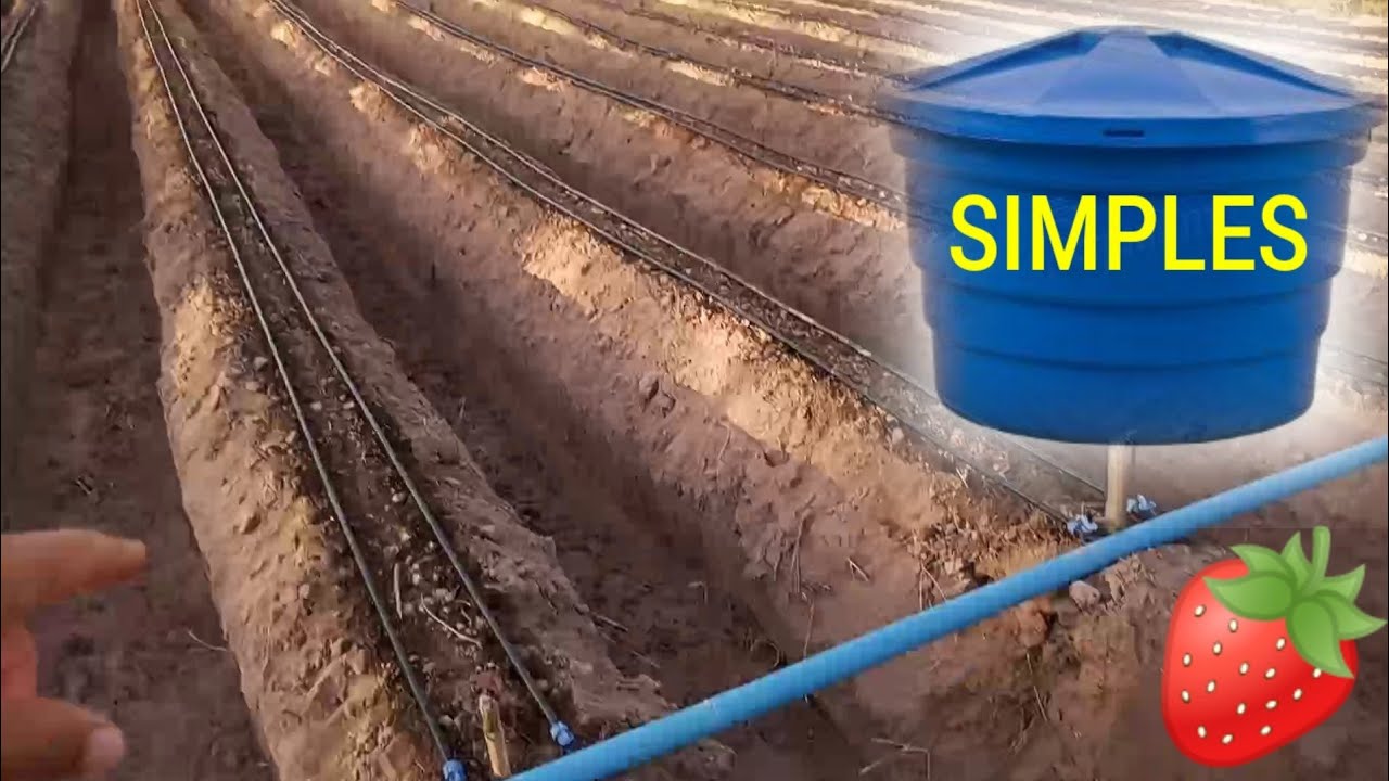 sistema-de-irriga-o-do-morango-passo-a-passo-youtube