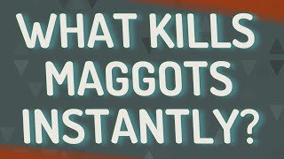 What kills maggots instantly?