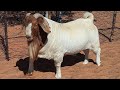 Giant boer goat 