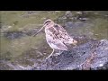 Bekassine (Gallinago gallinago)- Myvatn- Island 2019