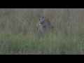 Lion Conflict in Saadani National Park 2016