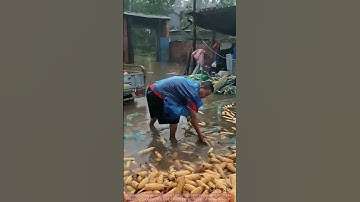 Moving the Soaked Corn After the Flood