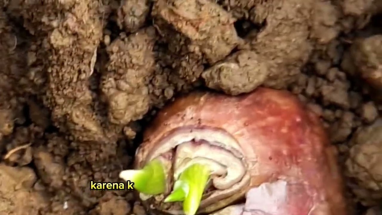 SIDAK!!Tanaman Bawang Merah Umur 7 hst | Bawang Merah Jenis Tajuk (Thailand-Nganjuk) Musim Penghujan