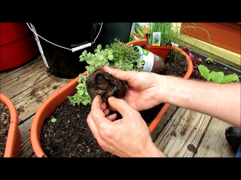 Vídeo: Cultivando Horohound Herb Plant No Jardim