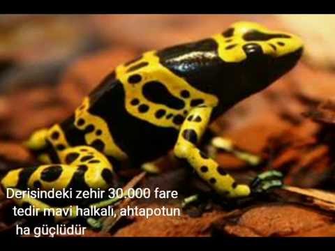 Dünyanın en zehirli 7 hayvanı