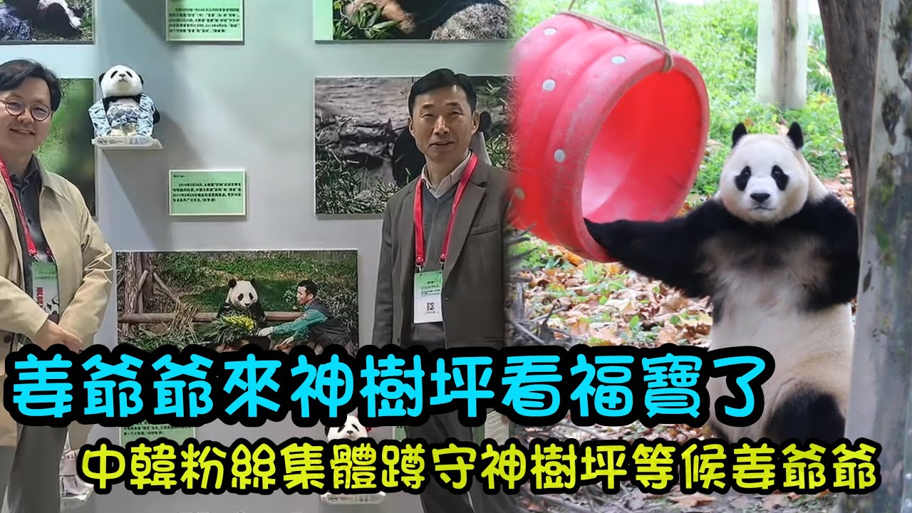 11月22日 姜爺爺來神樹坪看福寶乖孫女啦，神樹坪下午四點多提前清園，中韓粉絲在門口深夜等候姜爺爺+福寶這兩天的近況#熊貓福寶#熊貓bb #panda #푸바오 