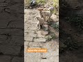 Street Dog Full Active Male puppy 🐶🥰🐥 video #video #birds #rose #puppyvideos #love