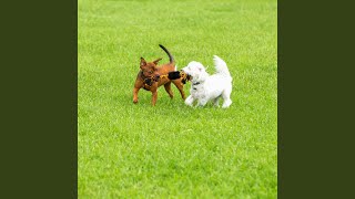 Rhythm Of The Playful Paws