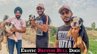 Exotic British BullDogs