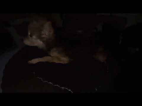 10-5-2025, 2:56am, Tina Reverse Sneeze?