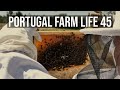 Portugal Farm Life - 45 - Summer Organic Vegetable Garden and Beehive maintenance