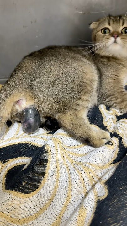 Zelenogradlik Migulko Olya