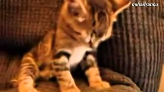 Kittens Falling Asleep Compilation
