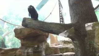 Monkey With Jar On His Head