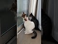 虫発見にゃんこ隊