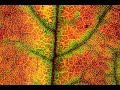 Autumn Photography Of Multicoloured Leaves Full Of Texture - Macro Photography Ideas - MacroWorld