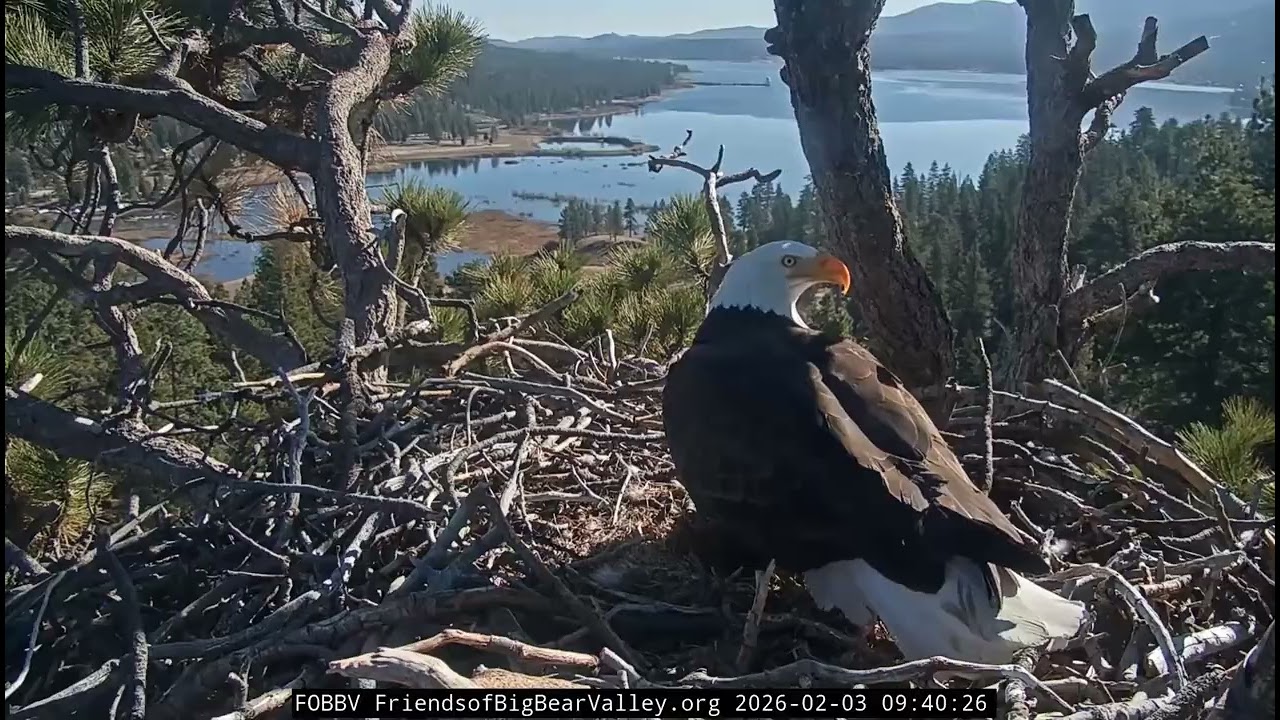 Shadow briefly visits empty nest | 2.3.26