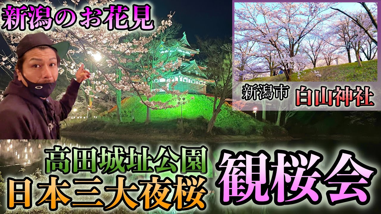 これが新潟のお花見！ 日本三大夜桜【高田城址公園観桜会】と新潟市【白山神社】