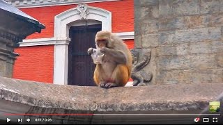 Funny Monkey in Kathmandu...