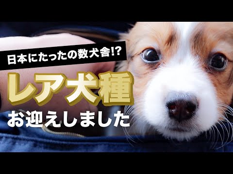 【レア犬種】コーイケルホンディエの子犬をお迎えしました - We welcomed a puppy of Kooikerhondje. [a rare breed]【Honey Clap】