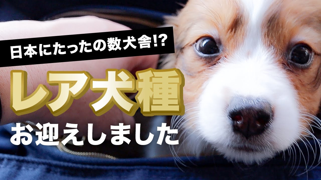 レア犬種 コーイケルホンディエの子犬をお迎えしました We Welcomed A Puppy Of Kooikerhondje A Rare Breed Honey Clap Youtube