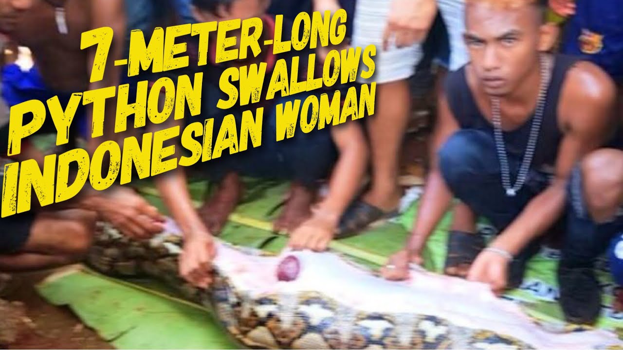 23-foot python swallows woman whole, reports say