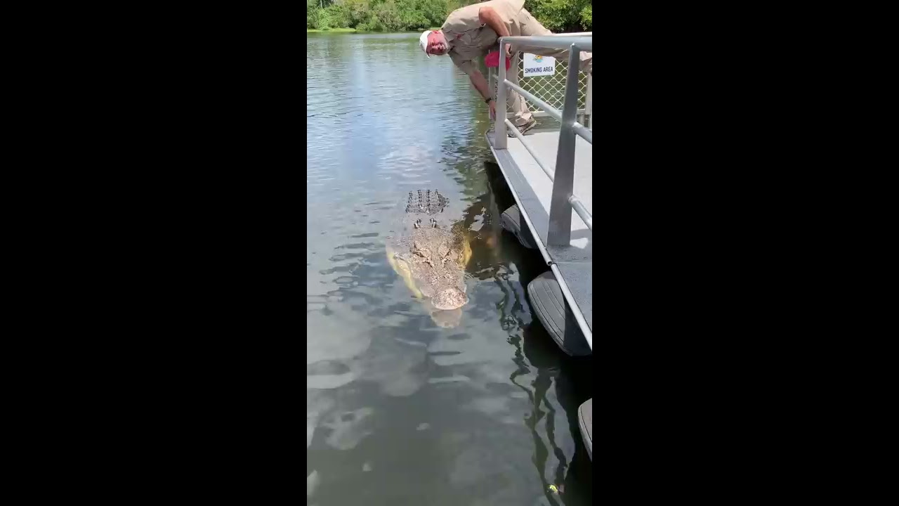 Absolutely Massive Crocodile Shorts Animals Reptile Giant Dinosaur Zoo