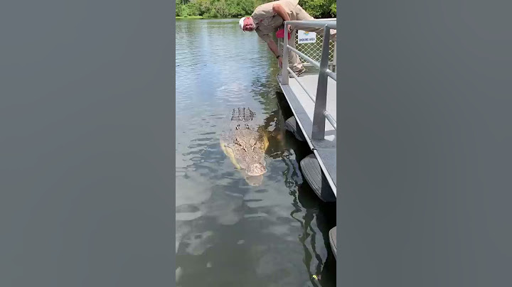 Absolutely Massive Crocodile 🐊 #shorts #animals #reptile #giant #dinosaur #zoo #crocodile