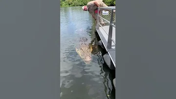 Absolutely Massive Crocodile Shorts Animals Reptile Giant Dinosaur Zoo Crocodile 