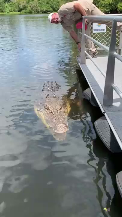 Absolutely Massive Crocodile 🐊 #shorts #animals #reptile #giant #dinosaur #zoo #crocodile