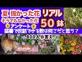 夏強かった そうでもなかった花 50個 リアル現状 アンケートの結果 猛暑で手入れできるお花の数は 夏強かった そうでもなかった花 50個 リアル現状 アンケートの結果 猛暑で手入れできるお花の数は