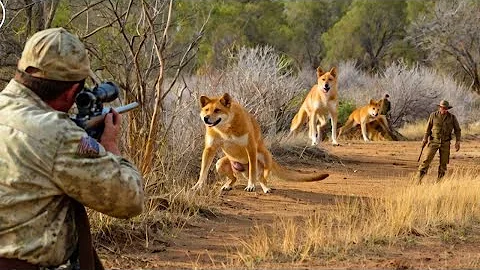 How Do Hunters and Farmers Deal with Millions of Dingoes, Monkeys, Feral Pigs and Red Foxes by Guns?