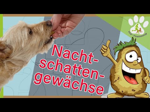 Video: Können Hunde Tomatentrester essen?